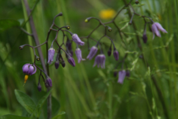 Solanum dulcamara Bitterzoet bestellen